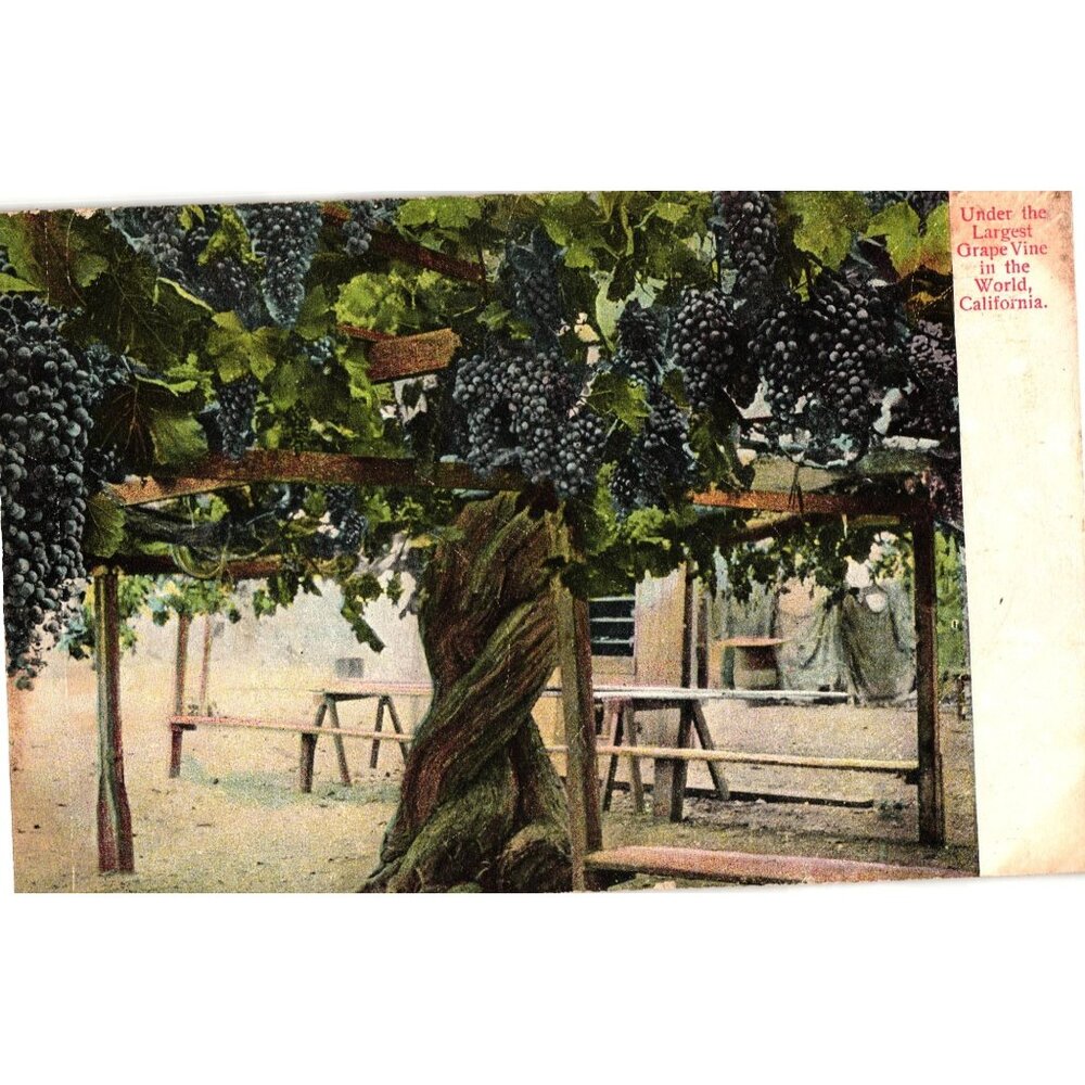 Vintage 1908 Postcard Under The Largest Grape Vine In The World California